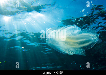 Pettine meduse, incontrate durante le immersioni nel mare Mediterraneo, Malta. Questi incredibili animali usare bio-luminescenza per comunicare. Foto Stock