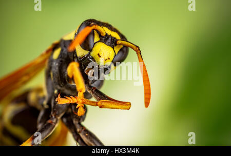 Wasp testa di ripresa macro su sfondo verde Foto Stock