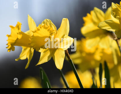 Duesseldorf, Germania. 23 Mar, 2017. Giallo narcisi in fiore in un campo accanto al fiume Reno a Duesseldorf in Germania, 23 marzo 2017. - Nessun filo SERVICE - foto: Horst Ossinger//dpa/Alamy Live News Foto Stock