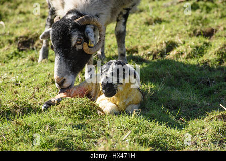 La scheggiatura, Preston, Lancashire, Regno Unito. Il 24 marzo 2017. Un agnello ha scelto un buon giorno per arrivare alla sella fine Farm, Chipping, Preston, Lancashire. Credito: John Eveson/Alamy Live News Foto Stock