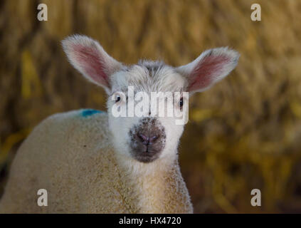 La scheggiatura, Preston, Lancashire, Regno Unito. Il 24 marzo 2017. Un agnello all'inizio di quest'anno della figliatura a sella fine Farm, Chipping, Preston, Lancashire. Credito: John Eveson/Alamy Live News Foto Stock