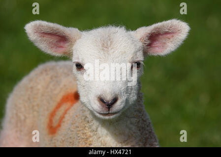 La scheggiatura, Preston, Lancashire, Regno Unito. Il 24 marzo 2017. Un agnello all'inizio di quest'anno della figliatura a sella fine Farm, Chipping, Preston, Lancashire. Credito: John Eveson/Alamy Live News Foto Stock