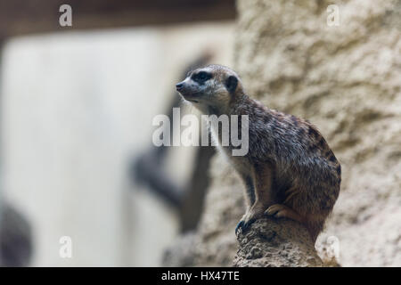 Berlino, Germania. 23 Mar, 2017. Un meerkat sorge nel suo recinto allo Zoo di Berlino, Germania, 23 marzo 2017. Foto: Christophe Gateau/dpa/Alamy Live News Foto Stock