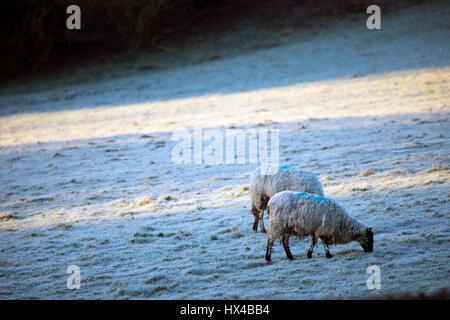 Pecore svegliarsi in un paesaggio congelato a causa di gelo durante la notte nelle zone rurali Flintshire, il Galles del Nord Foto Stock