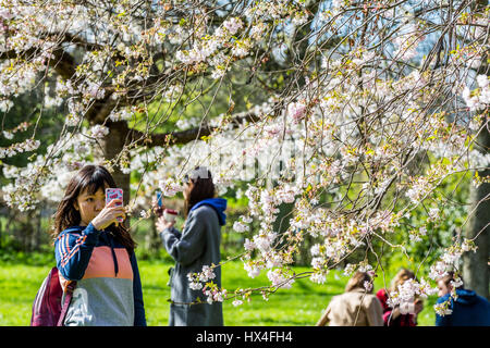 Japanese Tourists photograph spring cherry blossom as a woman poses beneath pale pink blooms in a sunny city park during sakura season The Regents Park London England UK Foto Stock