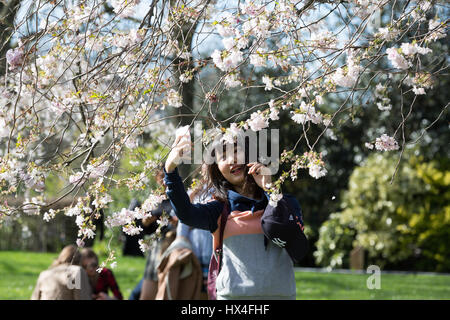 I turisti giapponesi fotografano la fioritura primaverile dei ciliegi mentre una donna posa sotto le fioriture rosa pallide in un parco cittadino soleggiato durante la stagione sakura il Regents Park Londra Inghilterra Regno Unito Foto Stock
