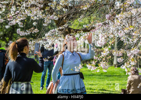 I turisti giapponesi fotografano la fioritura primaverile dei ciliegi mentre una donna posa sotto le fioriture rosa pallide in un parco cittadino soleggiato durante la stagione sakura il Regents Park Londra Inghilterra Regno Unito Foto Stock