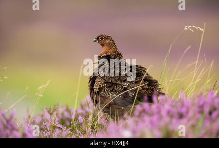 Red Grouse, maschio o Cockbird, sorgeva in fioritura viola heather in agosto all'inizio della Caccia al gallo cedrone stagione nome scientifico: Lagopus Lagopus. Foto Stock