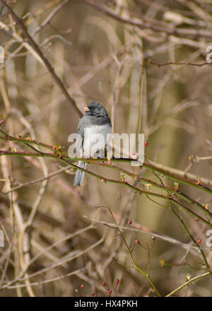 Dark Eyed Junco uccello appollaiato su un vitigno spinoso di piccoli frutti a bacca rossa in un brillante sole di mattina, con ramoscelli densa e filiali in soft focus in backgr Foto Stock