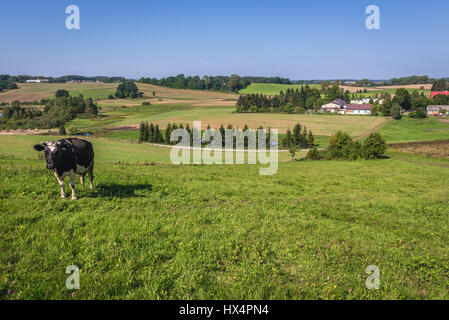 Mucca su un prato in Kartuzy County, Kashubia regione del voivodato di Pomerania in Polonia Foto Stock