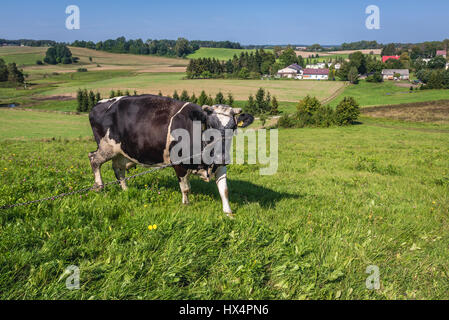 Mucca su un pascolo in Kartuzy County, Kashubia regione del voivodato di Pomerania in Polonia Foto Stock