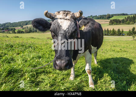 Mucca su un prato in Kartuzy County, Kashubia regione del voivodato di Pomerania in Polonia Foto Stock