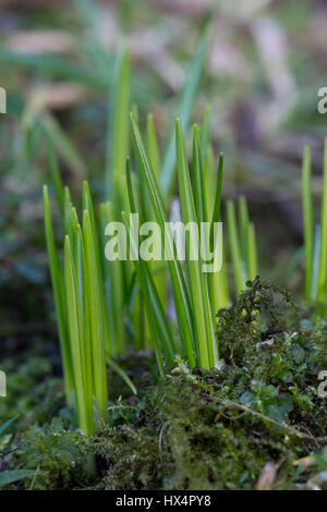 Elfenkrokus, Elfen-Krokus, Blatt, Blätter vor der Blüte, Krokus Dalmatiner, Krokusse, Crocus tommasinianus, Bosco crocus, Tomasini's crocus, 'Tommi Foto Stock