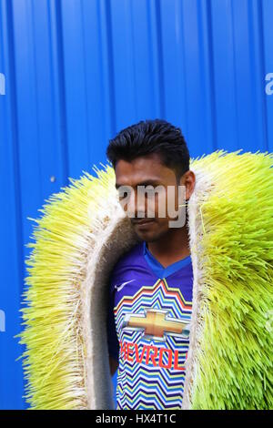 Dacca 23 marzo 2017. Un lavoratore visualizza il foraggio idroponica sul Bangladesh Consiglio di ricerca scientifica e industriale del campus in Dhaka. Foto Stock