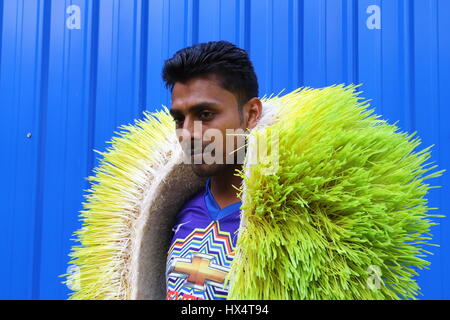 Dacca 23 marzo 2017. Un lavoratore visualizza il foraggio idroponica sul Bangladesh Consiglio di ricerca scientifica e industriale del campus in Dhaka. Foto Stock