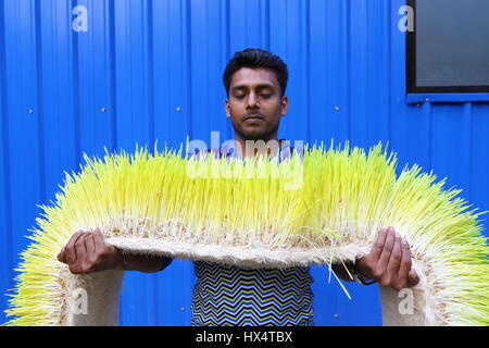 Dacca 23 marzo 2017. Un lavoratore visualizza il foraggio idroponica sul Bangladesh Consiglio di ricerca scientifica e industriale del campus in Dhaka. Foto Stock