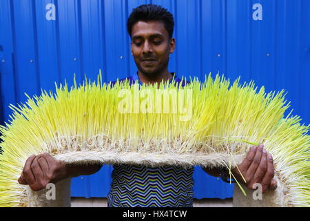 Dacca 23 marzo 2017. Un lavoratore visualizza il foraggio idroponica sul Bangladesh Consiglio di ricerca scientifica e industriale del campus in Dhaka. Foto Stock