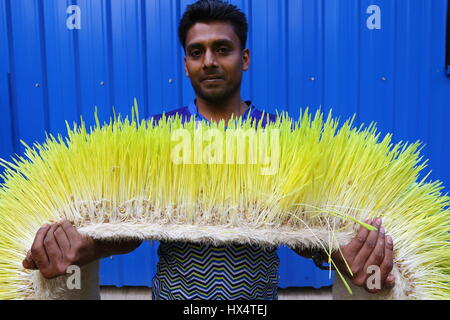 Dacca 23 marzo 2017. Un lavoratore visualizza il foraggio idroponica sul Bangladesh Consiglio di ricerca scientifica e industriale del campus in Dhaka. Foto Stock