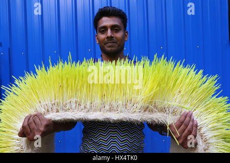 Dacca 23 marzo 2017. Un lavoratore visualizza il foraggio idroponica sul Bangladesh Consiglio di ricerca scientifica e industriale del campus in Dhaka. Foto Stock