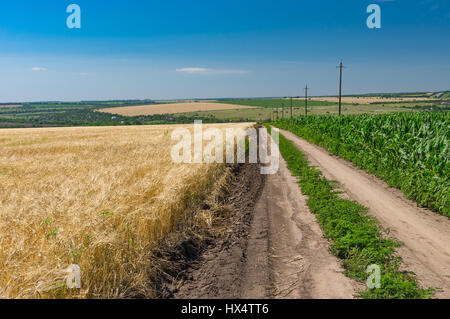 Strada di terra tra il granturco e il frumento campi agricoli in Ucraina Foto Stock