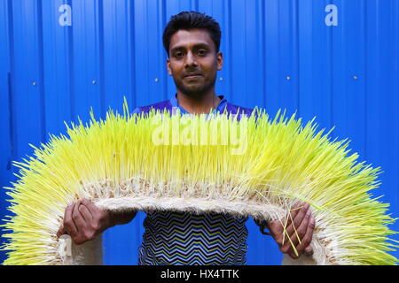 Dacca 23 marzo 2017. Un lavoratore visualizza il foraggio idroponica sul Bangladesh Consiglio di ricerca scientifica e industriale del campus in Dhaka. Foto Stock