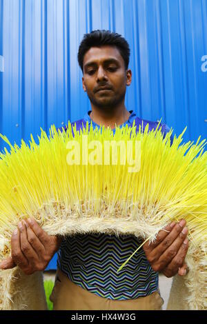 Dacca 23 marzo 2017. Un lavoratore visualizza il foraggio idroponica sul Bangladesh Consiglio di ricerca scientifica e industriale del campus in Dhaka. Foto Stock