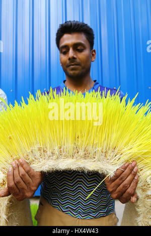 Dacca 23 marzo 2017. Un lavoratore visualizza il foraggio idroponica sul Bangladesh Consiglio di ricerca scientifica e industriale del campus in Dhaka. Foto Stock