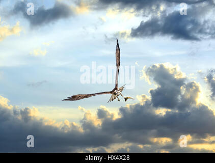 Osprey battenti in nuvole al tramonto sulla baia di Chesapeake con un pesce in artigli Foto Stock