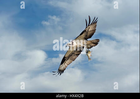 Osprey battenti in nuvole sopra la baia di Chesapeake con un pesce Foto Stock