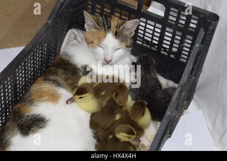 Cat adottivo madre per le papere. Gatto in un cestino con il gattino e ricezione di muschio duck anatroccoli. Foto Stock