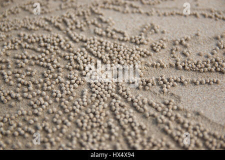 Modello sviluppato di piccoli granchi fantasma fori sulla spiaggia di sabbia Foto Stock