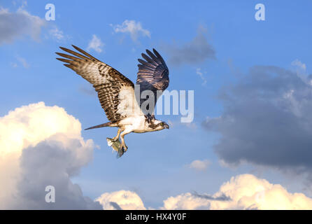 Osprey battenti in nuvole sopra la baia di Chesapeake con pesce in artigli Foto Stock