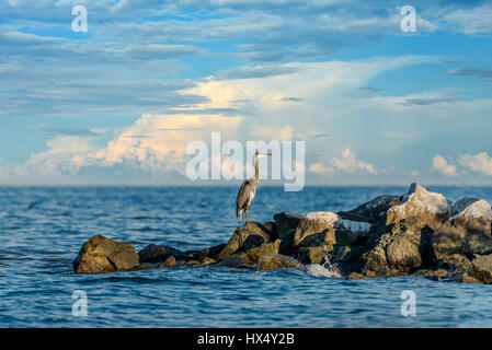 Airone blu in piedi su un molo che si affaccia sulla baia di Chesapeake nel Maryland Foto Stock