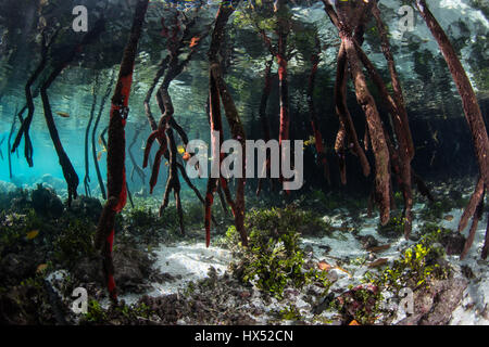 Prop radici scendere sott'acqua in una foresta di mangrovie in Raja Ampat, Indonesia. Mangrovie servono come vivai di vitale importanza per molte specie marine. Foto Stock