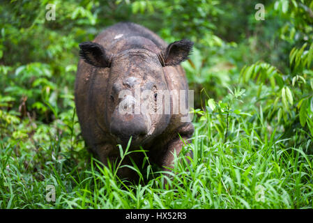 Il giovane rinoceronte di Sumatran (Dicerorhinus sumatrensis) si chiamò Andatu nel Santuario di Sumatran Rhino (SRS), Way Kambas National Park, Indonesia. Foto Stock