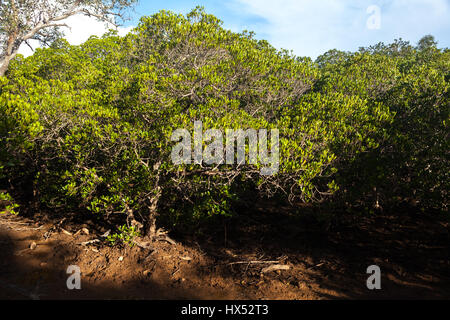 Foresta di mangrovie a Loh Buaya, isola di Rinca, una parte del Parco Nazionale di Komodo a West Manggarai, Nusa Tenggara Est, Indonesia. Foto Stock