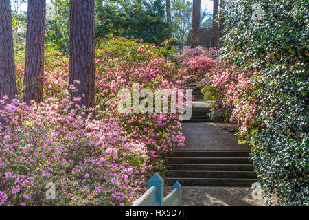 Azalee in fiore in Azalea si affacciano sul giardino a Callaway Gardens in Georgia. Foto Stock