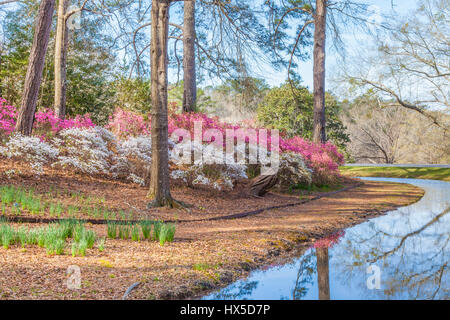 Azalee in fiore in Azalea si affacciano sul giardino a Callaway Gardens in Georgia. Foto Stock