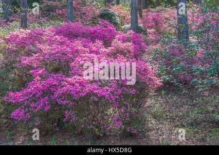 Azalea si affacciano sul giardino a Callaway Gardens in Georgia. Foto Stock