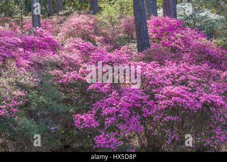 Azalea si affacciano sul giardino a Callaway Gardens in Georgia. Foto Stock