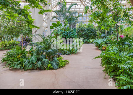 Atmosferica tropicali giardini interni in Cecil B giorno centro di farfalle in Callaway Gardens, Georgia. Foto Stock