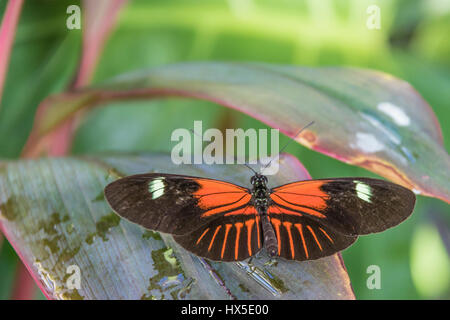 Portalettere Longwing farfalla in Cecil B giorno centro di farfalle in Callaway Gardens, Georgia. Foto Stock