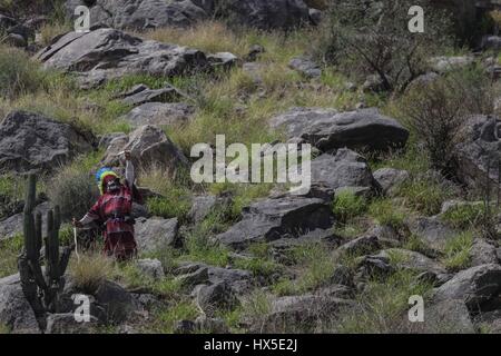 I farisei di Yaqui colonia trubu Macellazione e le batterie si è tenuto oggi il Giovedì Santo.farisei del colosso Alto celebrare la risurrezione di Gesù Foto Stock