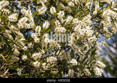 Melaleuca quinquenervia albero in fiore Foto Stock