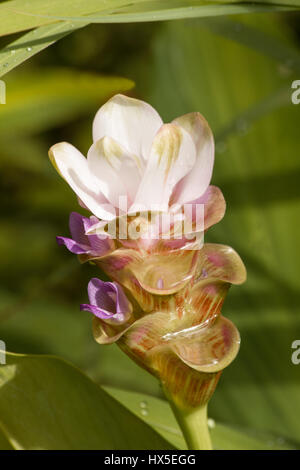 Curcuma (Curcuma longa) Fiori su fondo naturale Foto Stock