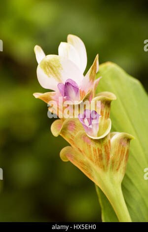 Curcuma (Curcuma longa) Fiori su fondo naturale Foto Stock