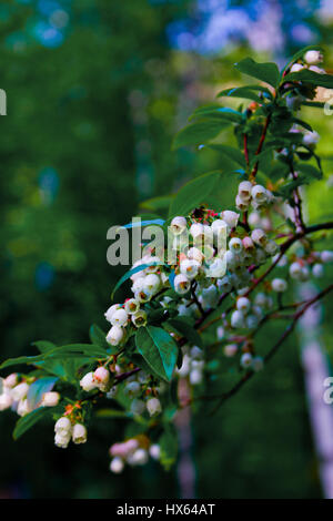 Mirtillo blossoms crescente selvatici nel Parco Nazionale di Acadia con un ape polline raccolto. Foto Stock