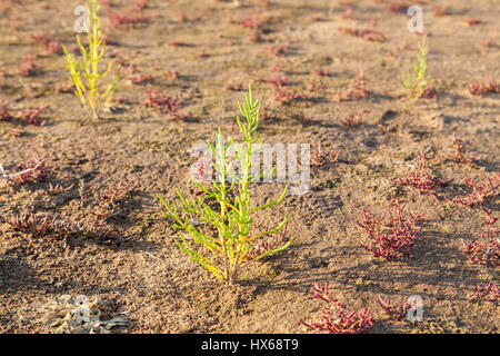 Comune di salicornia, Salicornia europaea o Marsh Samphire in saltmarsh a Gibraltar Point, Lincolnshire, England, Regno Unito Foto Stock