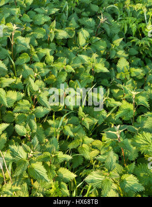 Comune, Ortica Urtica dioica. Un patch di sensazioni puntorie ortiche, England, Regno Unito Foto Stock