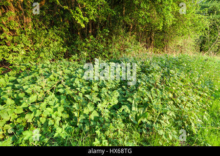 Comune, Ortica Urtica dioica. Patch di sensazioni puntorie ortiche in campagna, England, Regno Unito Foto Stock